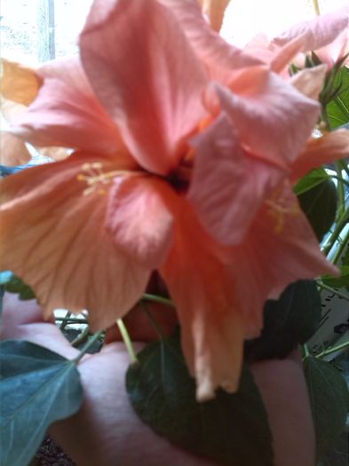 IMG_20151106_084721 - hibiscus classic apricot