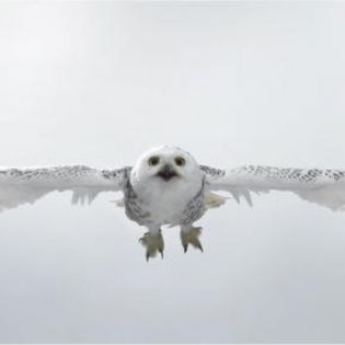 41949_63bd54ce1d96cc946894a01b373caa51_mdsq - BIRDS