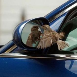 41978_0c2fc579ef20de15245218acd238d7b6_mdsq