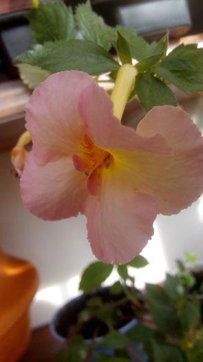 IMG_20150923_103045 - Yellow Fever S dupa ani de observatii este Yellow English Rose