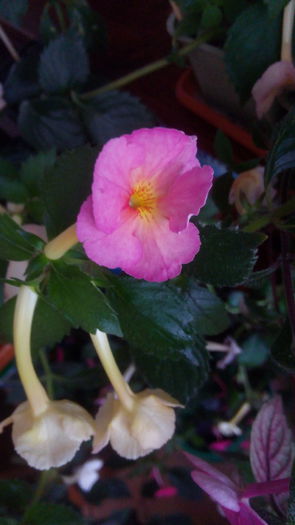 IMG_20150912_190721 - Yellow English Rose