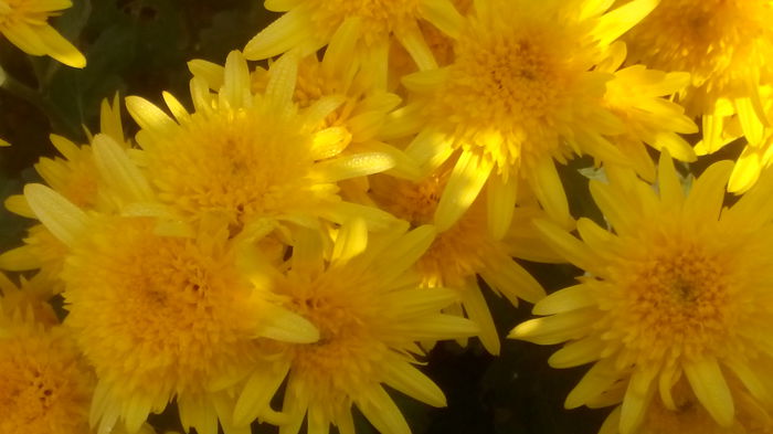 IMG_20151106_105040 - crizanteme si tufanele 2015