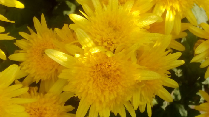 IMG_20151106_105034 - crizanteme si tufanele 2015