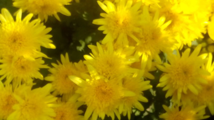 IMG_20151106_105027 - crizanteme si tufanele 2015