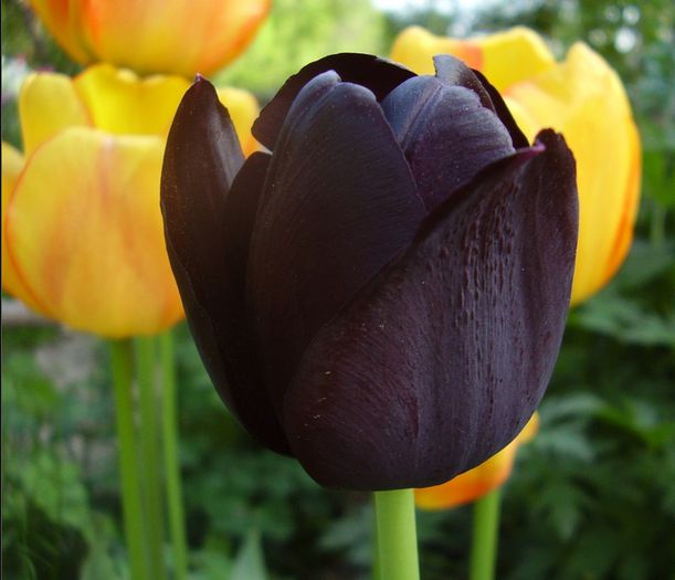 Tulipa Black and Yellow combi - Bulbs