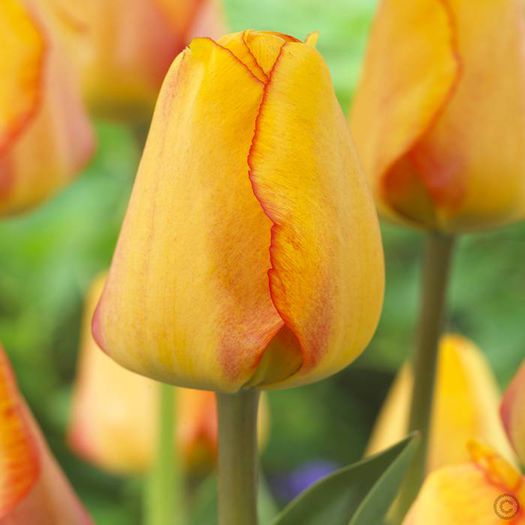 Tulipa Blushing Apeldoorn - Bulbs