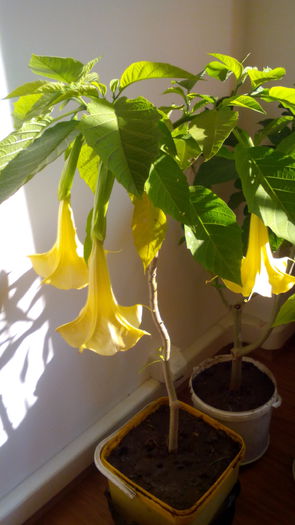IMG_20151106_102332 - brugmansia 2015