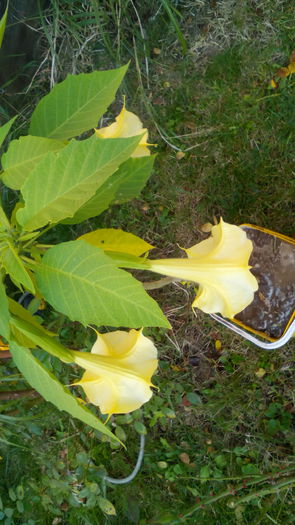 IMG_20151106_094705 - brugmansia 2015