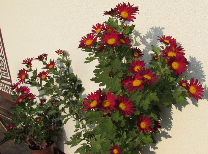 6 noiembrie - 2015 plantele mele - III