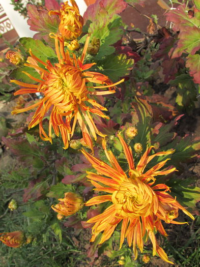 6 noiembrie - 2015 plantele mele - III