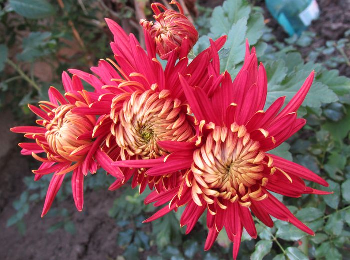 6 noiembrie - 2015 plantele mele - III