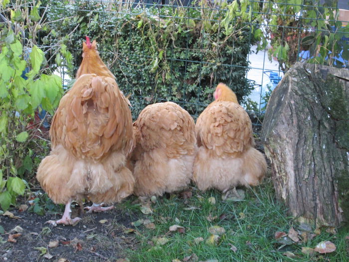 IMG_0901 - ORPINGTON