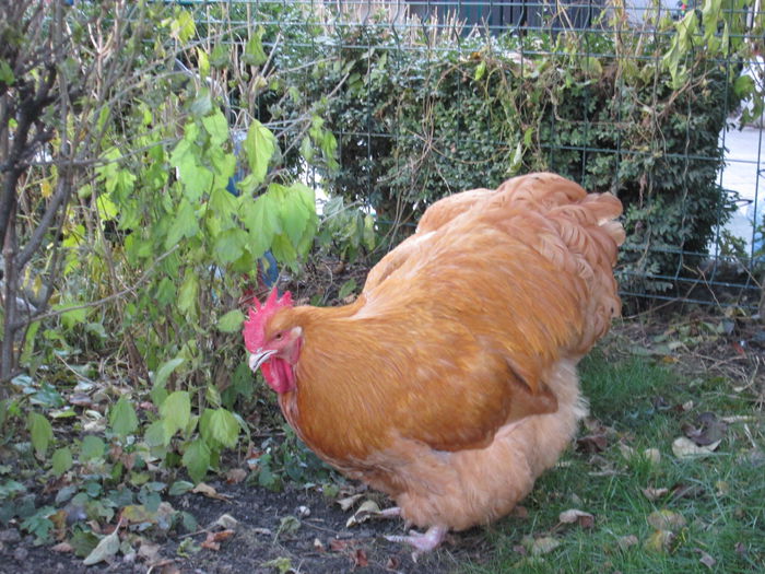 IMG_0902 - ORPINGTON