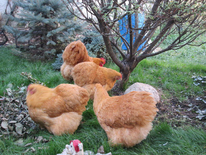 IMG_0918 - ORPINGTON