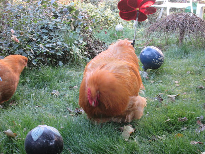 IMG_0924 - ORPINGTON