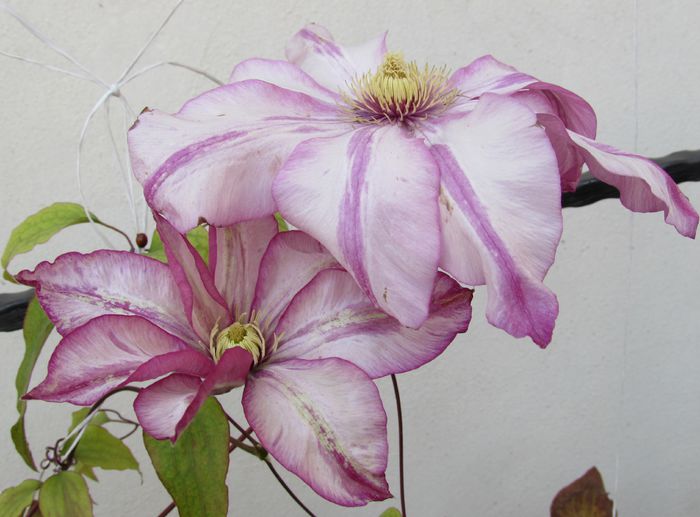 6 noiembrie - 2015 plantele mele - III