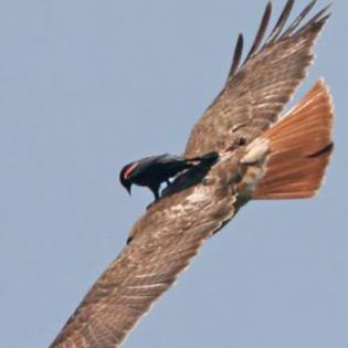 42631_c6fee7be6605589a4207cb95ad6cf954_mdsq