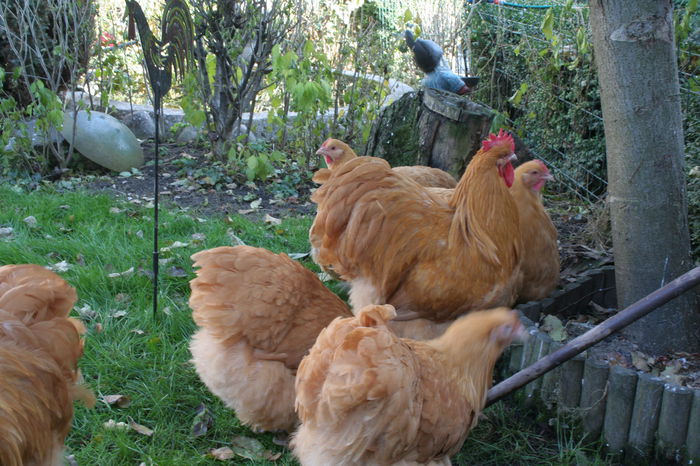 IMG_3785 - ORPINGTON