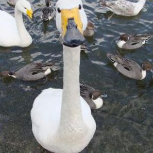 42745_5670fb922ffe03424472a46e5327f2a6_mdsq