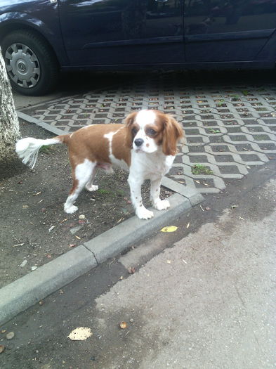 IMG_20151014_160109 - Rasfatel