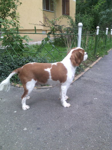 IMG_20151014_155950 - Rasfatel