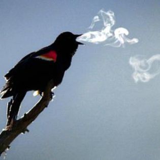 43212_3348583b725001e358a295d01fef9042_mdsq