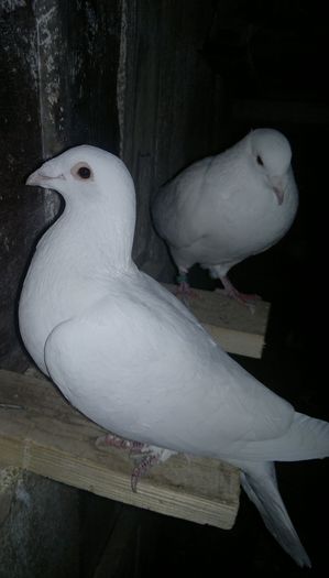 2015-11-06-011 - My pigeons