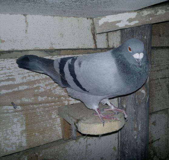 2015-11-06-019 - My pigeons