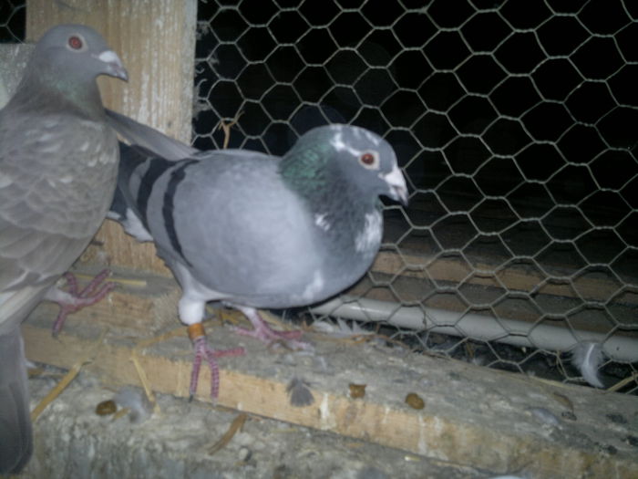 2015-11-06-026 - My pigeons