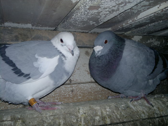 2015-11-06-028 - My pigeons