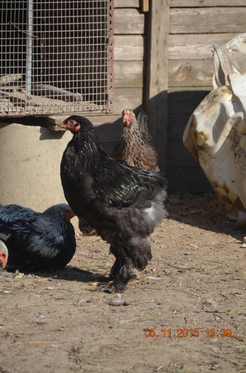 DSC_0305 - BRAHMA NEGRU 2016