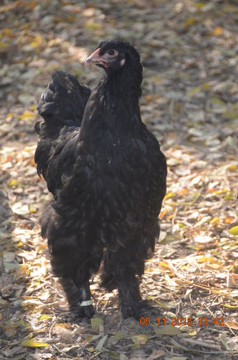 DSC_0317 - BRAHMA NEGRU 2016