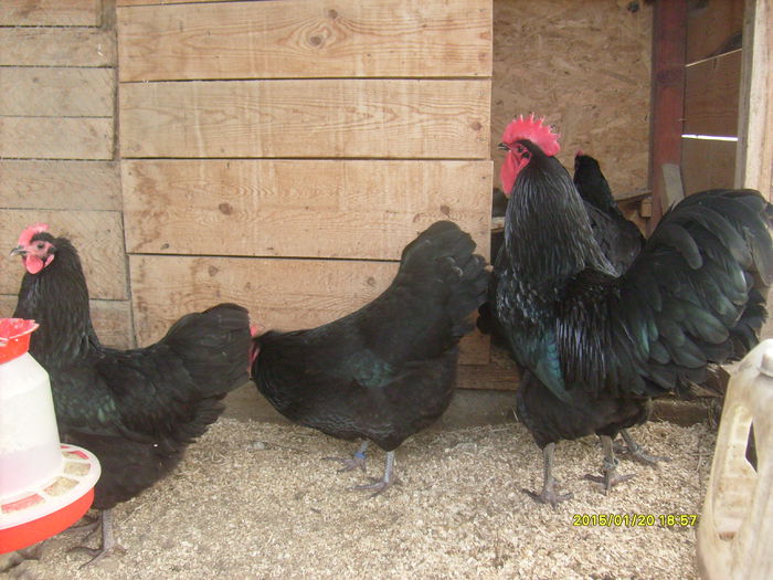 Australorp Negru - AUSTRALORP