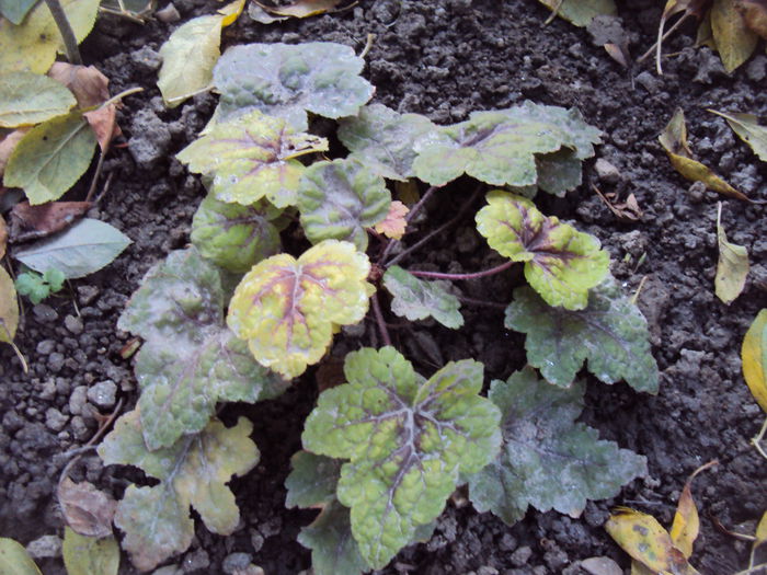 DSC08373 - 2016 Heuchera