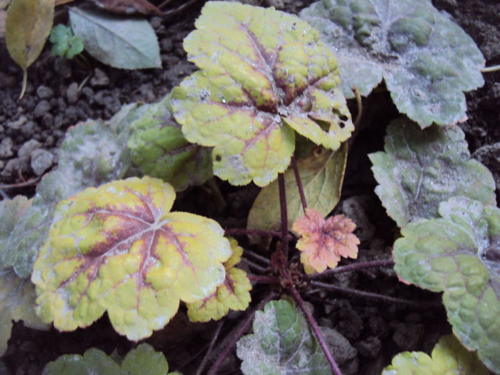 DSC08374 - 2016 Heuchera