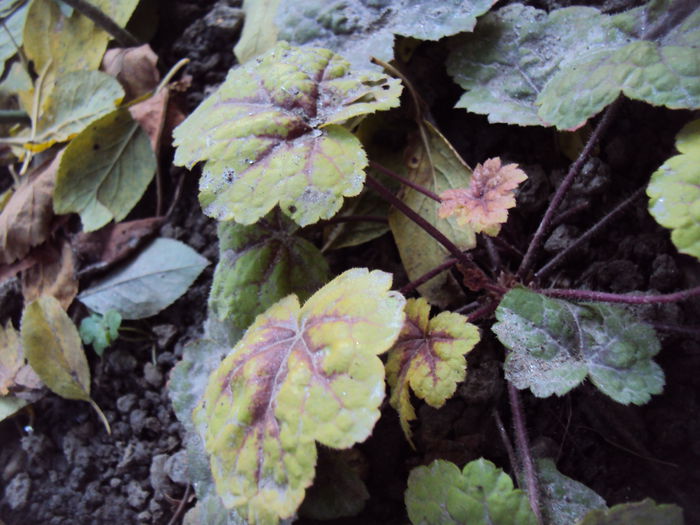 DSC08375 - 2016 Heuchera