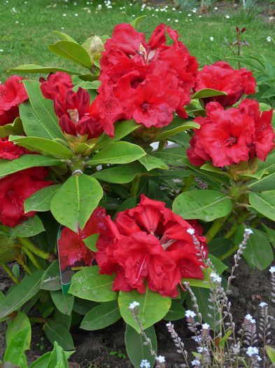 P1610679 - Azalee si Rhododendroni