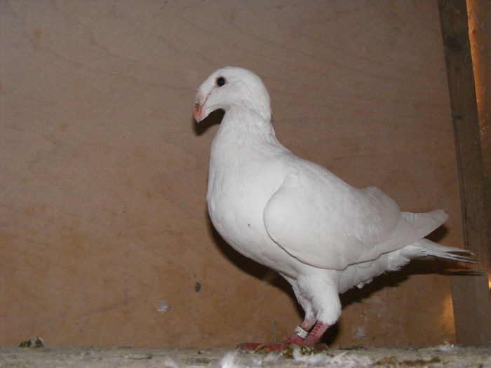 F 2015 vinduta noiembrie 2015