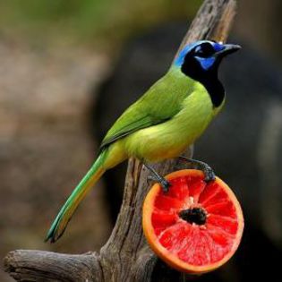 44198_c290656ea983066170cb0da50c9338cf_mdsq