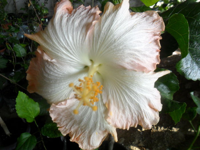 031