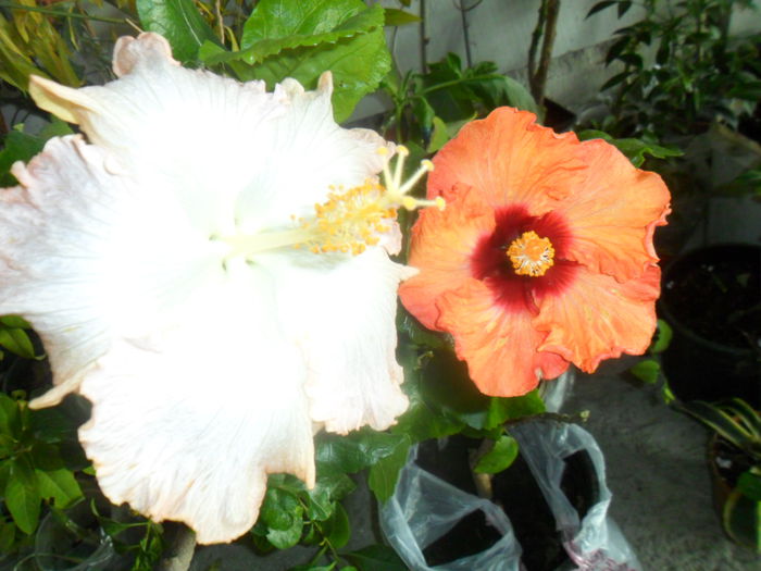 034