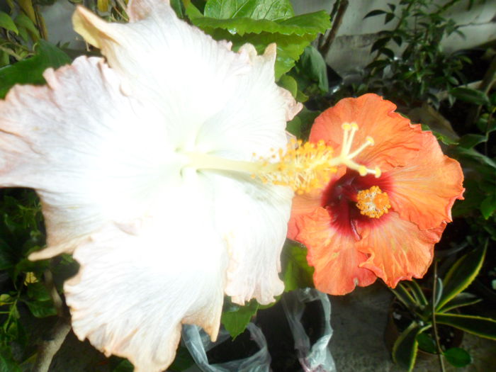 037