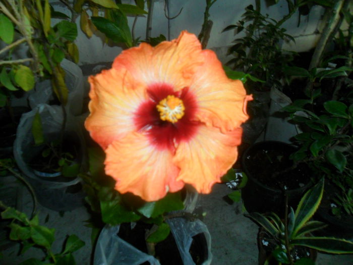 046