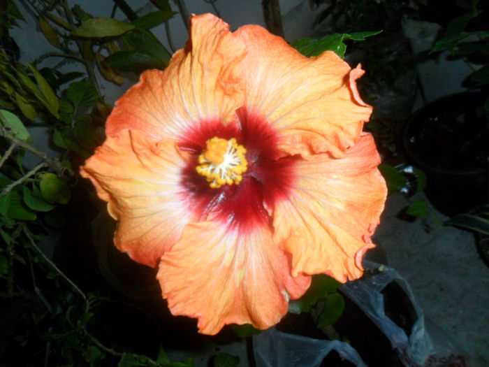 050