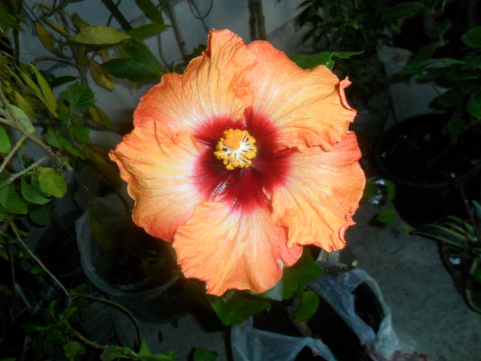 051