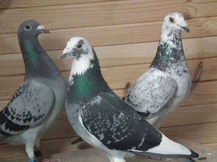 11986470_464405690386587_3074906196027010429_n