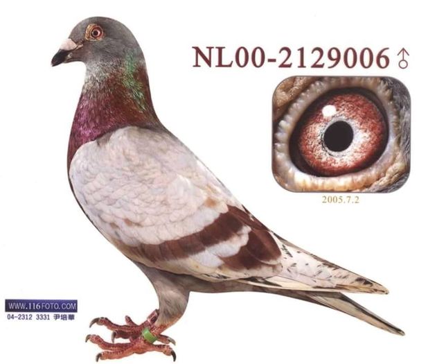 11960288_461712363989253_5159675713088517620_n