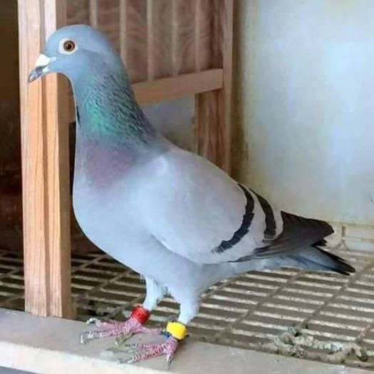 11891120_461102864050203_3297302893491628812_n