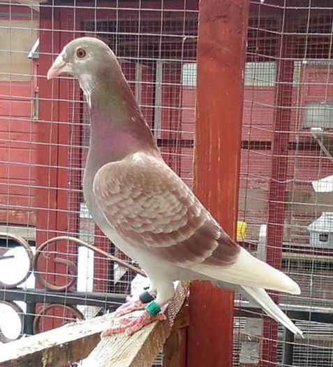 11050645_443356712491485_7515181143915269261_n