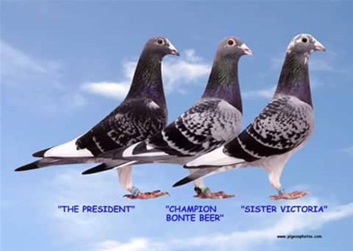 11222956_443235345836955_5927832090482906837_n